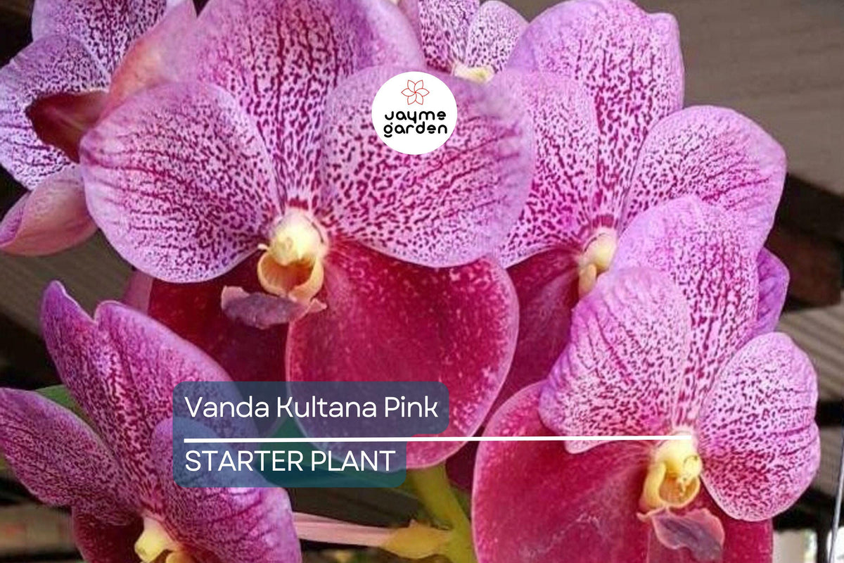 Vanda Kultana Pink Orchid Starter Plant | 3-Inch Pot | Pink Blooms | Live Well-Rooted Indoor & Outdoor Orchid