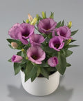 Lisianthus Lilac Shade Live Plant 2–5” Tall - Eustoma grandiflorum Perennial Flower for Zones 8–10