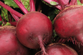 500 Ruby Queen Beet Seeds – Non-GMO Heirloom, Tender & Flavorful, Perfect for Canning & Pickling | Beta vulgaris