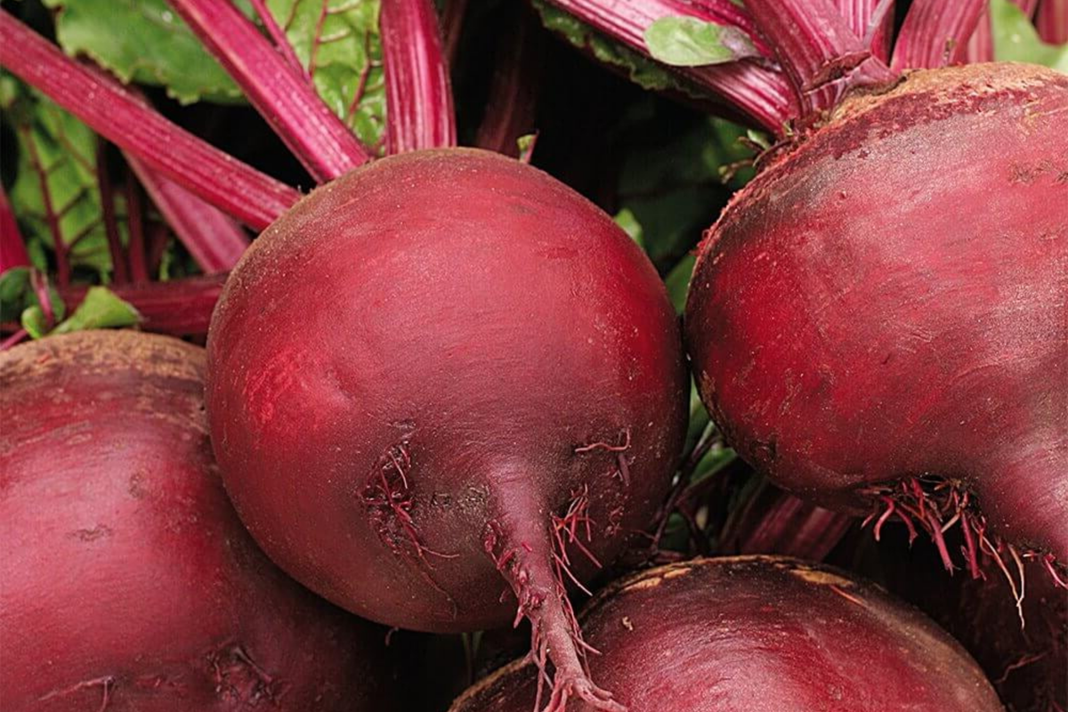 500 Ruby Queen Beet Seeds – Non-GMO Heirloom, Tender & Flavorful, Perfect for Canning & Pickling | Beta vulgaris