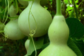 Martin Birdhouse Gourd Seeds - Heirloom Non-GMO, Crafting & Birdhouses, Full Sun, Lagenaria siceraria