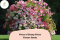 100+ Phlox of Sheep Seeds | Creeping Perennial Groundcover | Pink Blooms | Phlox subulata for Rock Gardens & Borders
