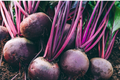 Detroit Dark Red Beet Seeds – Non-GMO Heirloom, Root Vegetables, Edible Greens, Beta vulgaris