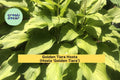 Golden Tiara Hosta Bare Root Plants – Compact Shade Perennial with Green-Gold Foliage & Purple Flowers