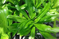 Culantro Seeds Pack of 100 | Ngo Gai, Recao | Aromatic Culinary Herb | Eryngium foetidum