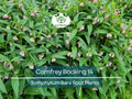 5 Comfrey Bocking 14 Plants Bare Root Crown Cuts Symphytum Hybrid Organic Herb for Soil Improvement