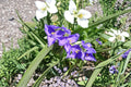 Tradescantia bracteata Prairie Spiderwort Seeds – Native Perennial with Blue Flowers, Drought Tolerant, Pollinator-Friendly, 150 Seeds