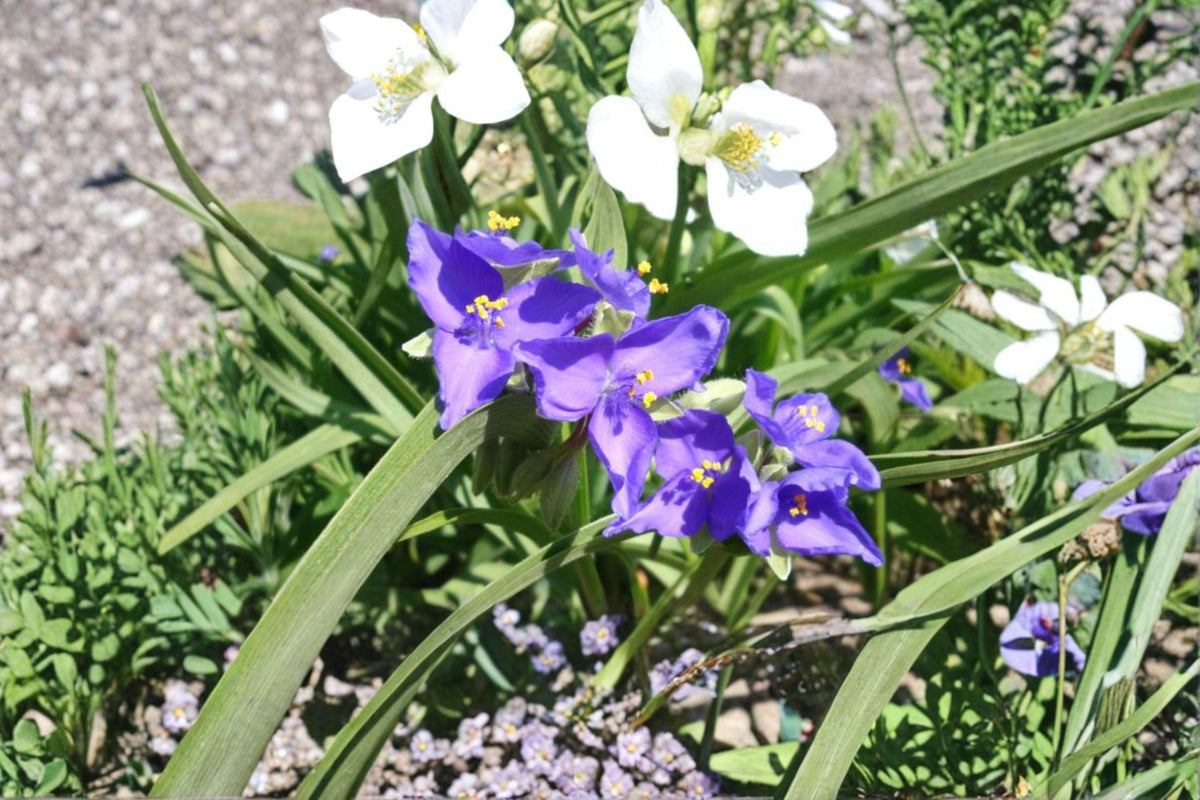Tradescantia bracteata Prairie Spiderwort Seeds – Native Perennial with Blue Flowers, Drought Tolerant, Pollinator-Friendly, 150 Seeds