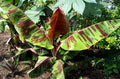 Sumatrana Banana Tree Live Bare Root Plant | Ornamental Musa sumatrana with Red Tiger Foliage | Tropical Indoor Garden