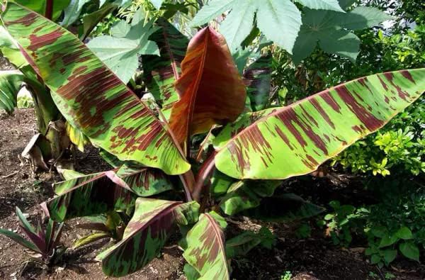Sumatrana Banana Tree Live Bare Root Plant | Ornamental Musa sumatrana with Red Tiger Foliage | Tropical Indoor Garden
