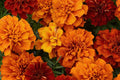 French Fireball Marigold Seeds - Bi-Color Red and Gold Flowers, Tagetes patula, Pest Repellent, Butterfly Magnet, Easy to Grow, Container Gardening