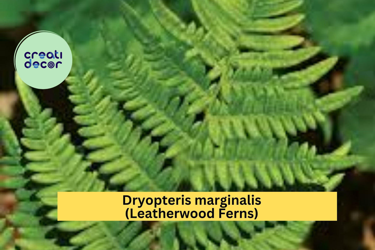 Leatherwood Fern – 3 Bare Root Native Woodland Ferns – Dryopteris marginalis – Hardy Shade Perennial for Natural Garden Borders