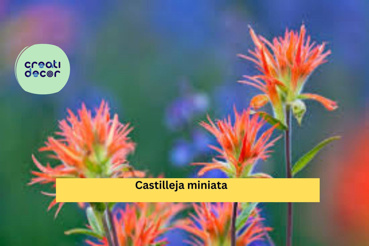 Castilleja miniata Seeds (300) – Giant Red Indian Paintbrush Wildflower, Native Perennial, Moist Soil Tolerant, Pollinator Friendly