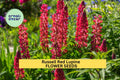 25+ Russell Red Lupine Seeds – Bold Scarlet Flower Spikes for Garden Planting, Pollinator-Friendly Perennials for Borders – USA