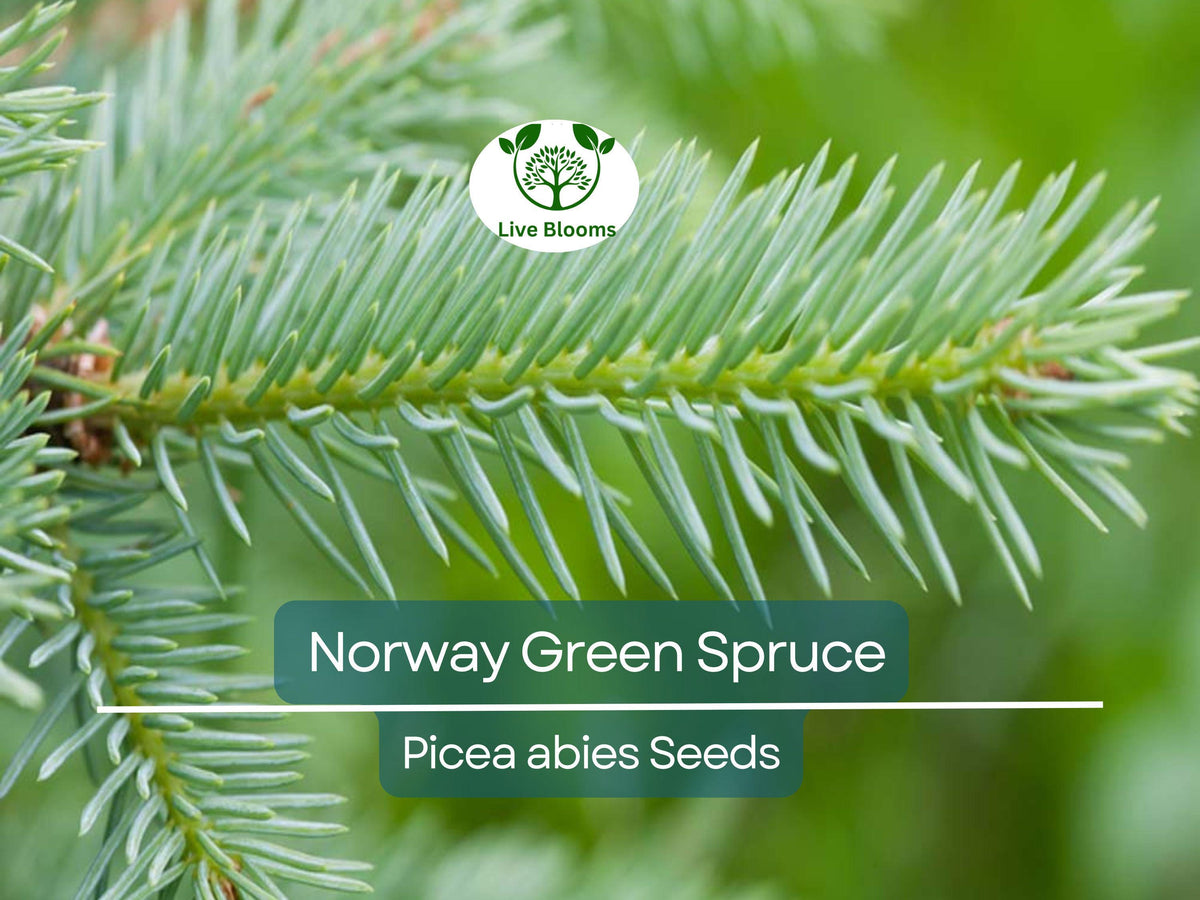 Norway Green Spruce Seeds Picea abies Evergreen Tree for Landscaping & Holiday Decorations, 50 Seeds
