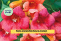 1 Trumpet Vine – Live Bare Root Plant 2 Ft+, Flame Orange Red Blooms, Hardy Perennial Flowering Vine for Trellis, Fence, or Garden Landscape