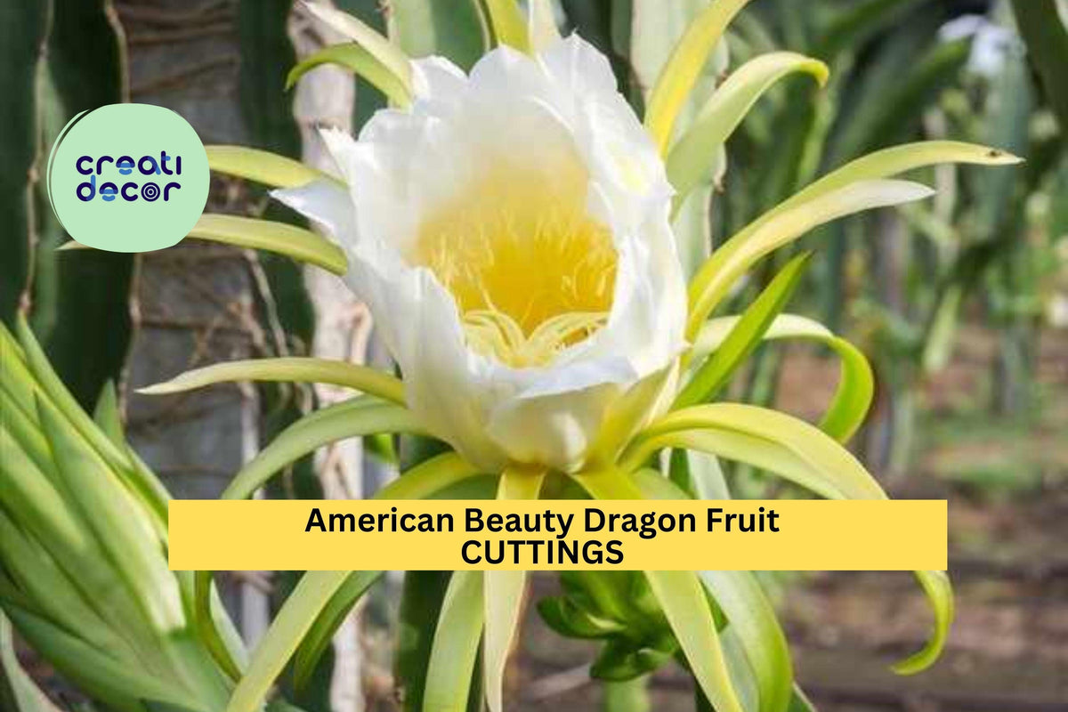 American Beauty Dragon Fruit Cuttings – 3 Unrooted Hylocereus Hybrid for Home Garden, Patio, Greenhouse, Red-Fleshed Fruit