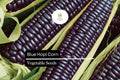 Blue Hopi Corn Seeds | Heirloom Zea mays with Indigo Blue Kernels for Gardens, Crafts & Culinary Use