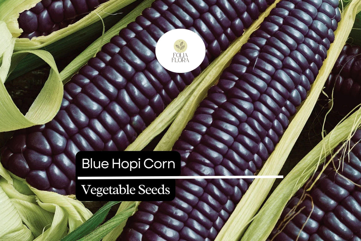 Blue Hopi Corn Seeds | Heirloom Zea mays with Indigo Blue Kernels for Gardens, Crafts & Culinary Use