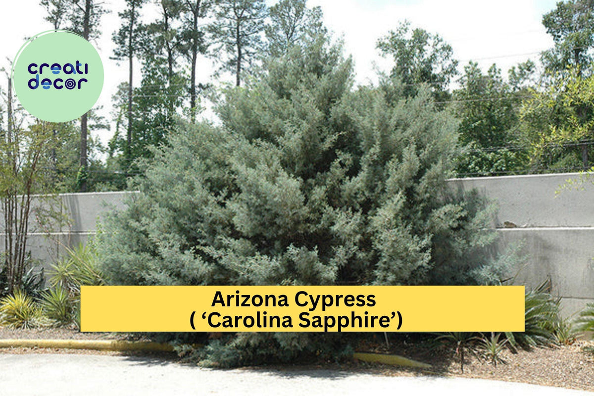 Arizona Cypress Tree Starter Plant – Cupressus arizonica ‘Carolina Sapphire’ – Evergreen Shrub for Landscape, Hedge, Drought Tolerant