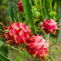 Unrooted Dragon Fruit Cuttings 8-10" Hylocereus Guatemalensis Self-Pollinating Magenta Flesh Tropical Fruit