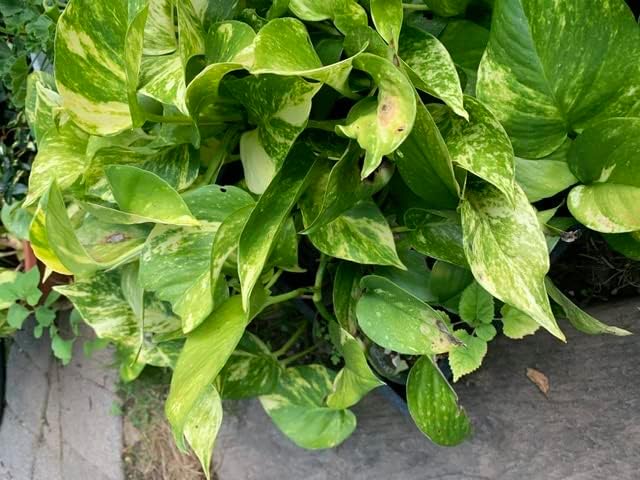 GIANT Variegated Golden Pothos Cutting – 3 Nodes Hawaiian Epipremnum Aureum Indoor Plant