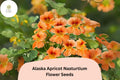 Tropaeolum majus Alaska Apricot Nasturtium Seeds – 50+ Variegated Foliage & Peach Blooms for Garden and Containers