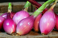 Red Long of Tropea Onion Seeds - Non-GMO Heirloom Bunching Italian Gourmet Vegetable Seeds