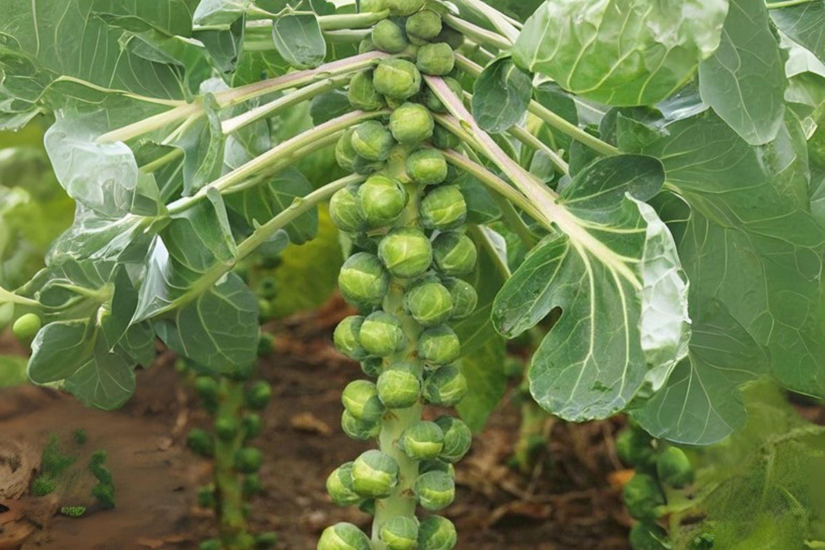 Catskill Brussels Sprouts Seeds - Heirloom Variety, 250 Seeds, Compact, Green, Brassica oleracea var. gemmifera