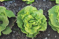 700 Tom Thumb Lettuce Seeds – Mini Heirloom Butterhead Lettuce for Small Gardens, Containers, and Raised Beds – Lactuca sativa