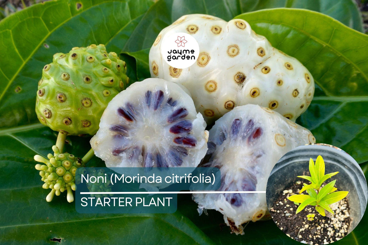 Noni Fruit Tree Live Starter Plant 6”-12” Morinda citrifolia Tropical Medicinal Tree with Nutrient-Rich Fruits