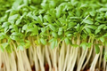 5000 Curled Garden Cress Seeds – Heirloom, Non-GMO, Fast-Growing Herb, Lepidium sativum, Edible Greens, Microgreens