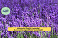 Munstead English Lavender Plant | Live Rooted Starter | Lavandula angustifolia Perennial Herb for Garden Borders & Culinary Use