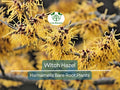 Witch Hazel Shrubs Bare Root 12-18" Hamamelis virginiana Native Fall-Blooming Perennial for Wildlife & Shade