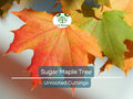 8 Fresh Cut Sugar Maple Tree Unrooted Scions for Grafting Acer saccharum Propagation