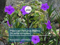 10 Rooted Mexican Petunia Cuttings | Purple Perennial Flowers | Ruellia simplex, Mexican Bluebell, Britton's Wild Petunia