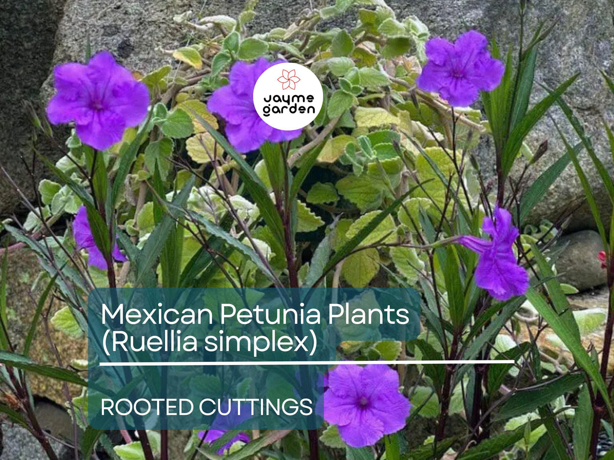 10 Rooted Mexican Petunia Cuttings | Purple Perennial Flowers | Ruellia simplex, Mexican Bluebell, Britton's Wild Petunia