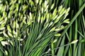 400 Garlic Chives Seeds - Non-GMO Perennial Herb with White Flowers, Allium tuberosum, Culinary & Ornamental