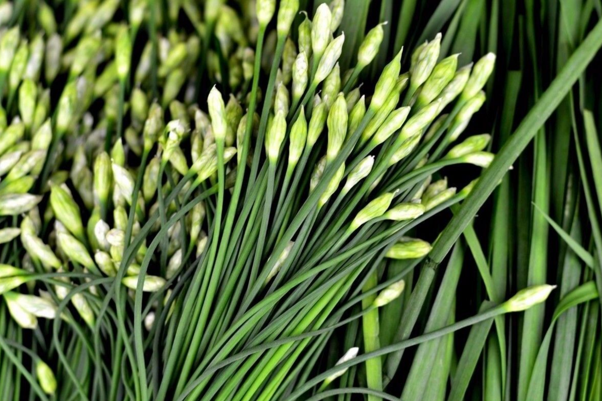 400 Garlic Chives Seeds - Non-GMO Perennial Herb with White Flowers, Allium tuberosum, Culinary & Ornamental