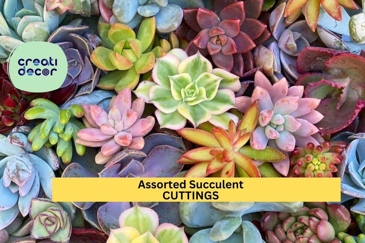 Assorted Succulent Cuttings Pack | 18 Varieties | Unrooted Starter Plants | DIY Garden, Gift, Indoor, Outdoor