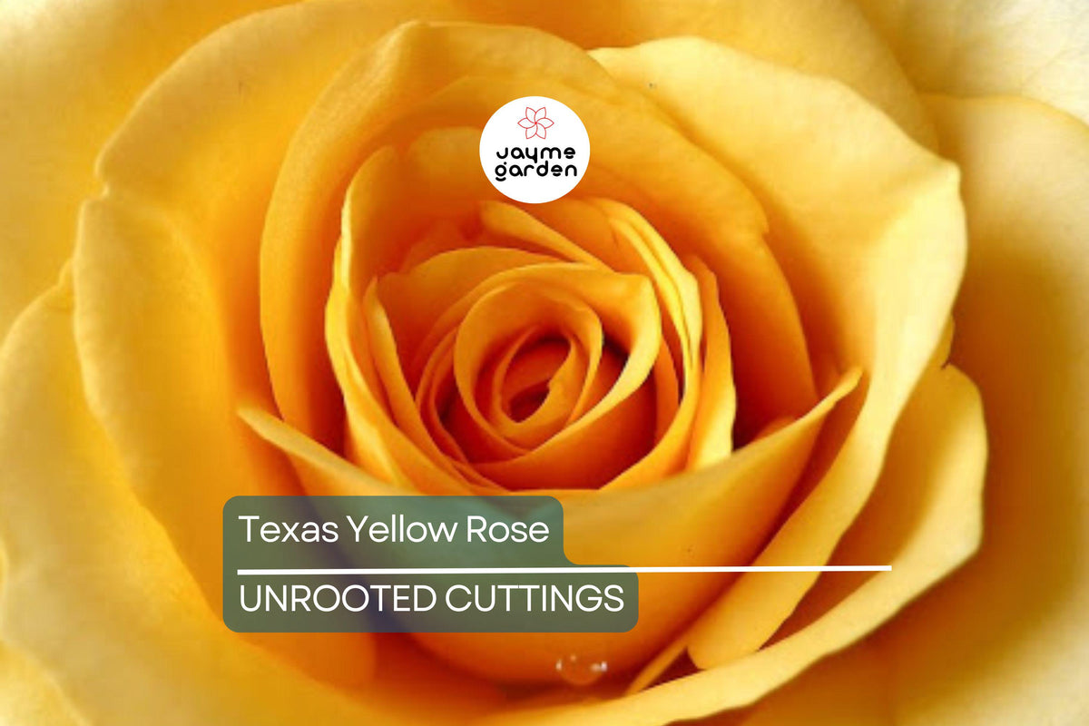 Texas Yellow Rose Cuttings – 5-6" Unrooted Rose Propagation Material, Disease-Resistant, Heat & Cold Tolerant, Rosa sp.