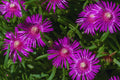 Ice Plant Ground Cover Seeds - Color Mix, Delosperma spp., Low-Growing Succulents for Gardens, Drought Tolerant, Fast Germination