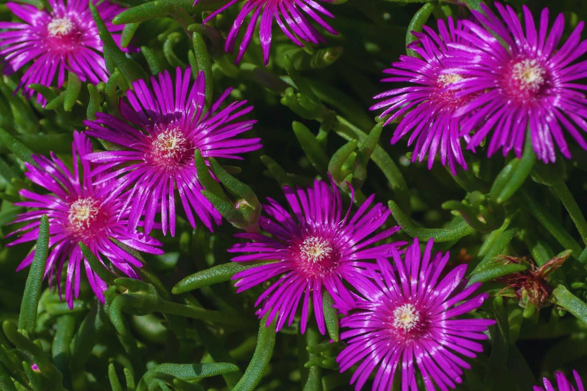Ice Plant Ground Cover Seeds - Color Mix, Delosperma spp., Low-Growing Succulents for Gardens, Drought Tolerant, Fast Germination