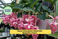 Medinilla Magnifica Live Starter Plant – Rare Tropical Houseplant with Pink Blooms – Philippine Orchid Indoor Plant