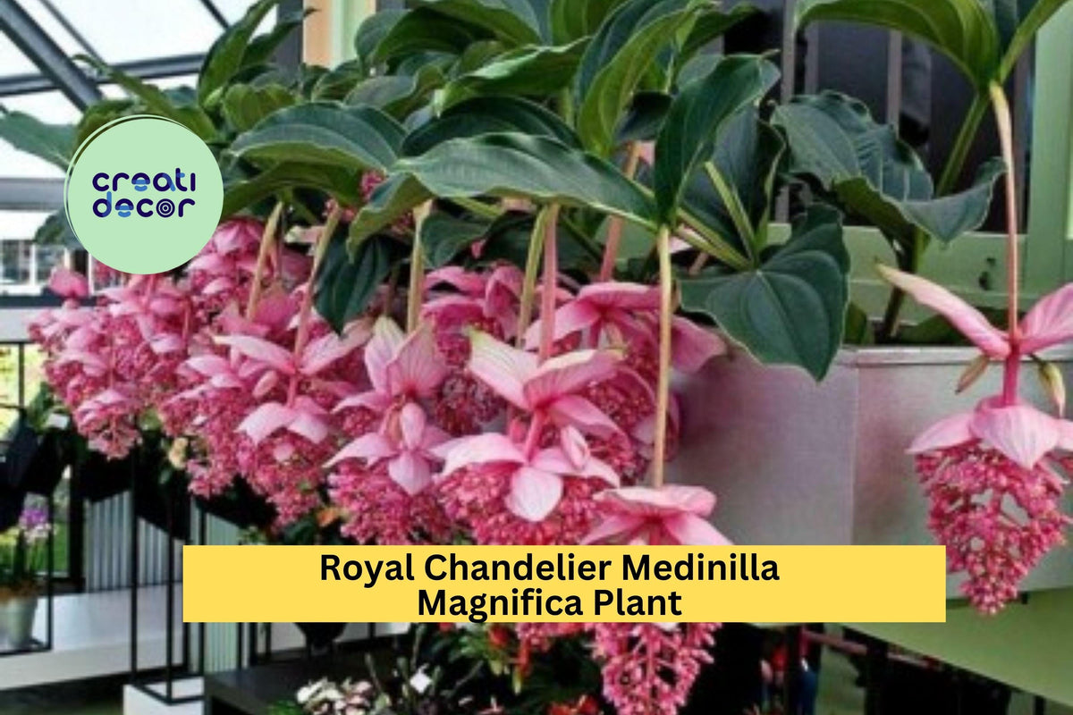 Medinilla Magnifica Live Starter Plant – Rare Tropical Houseplant with Pink Blooms – Philippine Orchid Indoor Plant