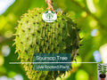 Soursop Tree in Pot – 4-Inch Annona muricata Tropical Fruit Tree for Garden, Patio, or Container Growing