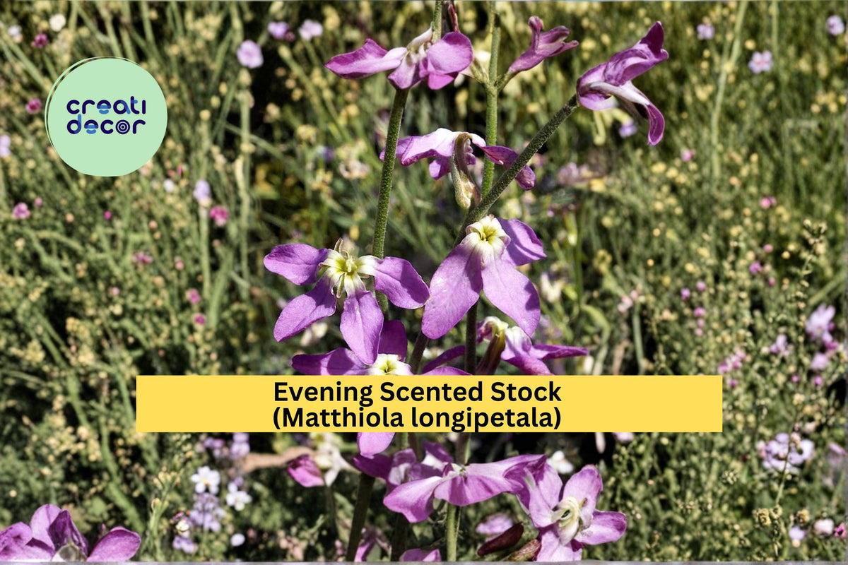 Evening Scented Stock Seeds, 100 Count, Fragrant Night Blooming Flower, Matthiola longipetala, Garden Bed & Border Plant