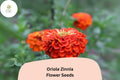 100+ Oriole Zinnia Seeds | Bright Orange-Scarlet Blooms | Pollinator-Friendly Annual Flower | Zinnia elegans for Garden & Cut Flowers