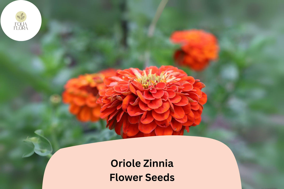 100+ Oriole Zinnia Seeds | Bright Orange-Scarlet Blooms | Pollinator-Friendly Annual Flower | Zinnia elegans for Garden & Cut Flowers