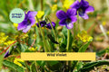 Wild Violet Live Plants | 20+ Rooted Viola spp. Perennial Groundcover with Purple Spring Flowers